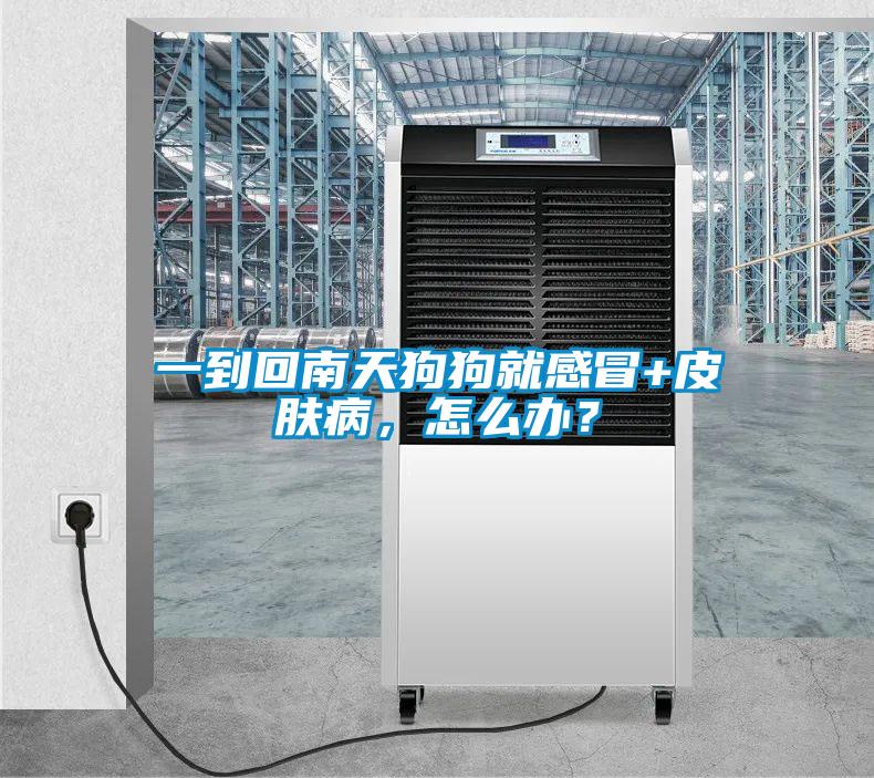 一到回南天狗狗就感冒+皮肤病，怎么办？