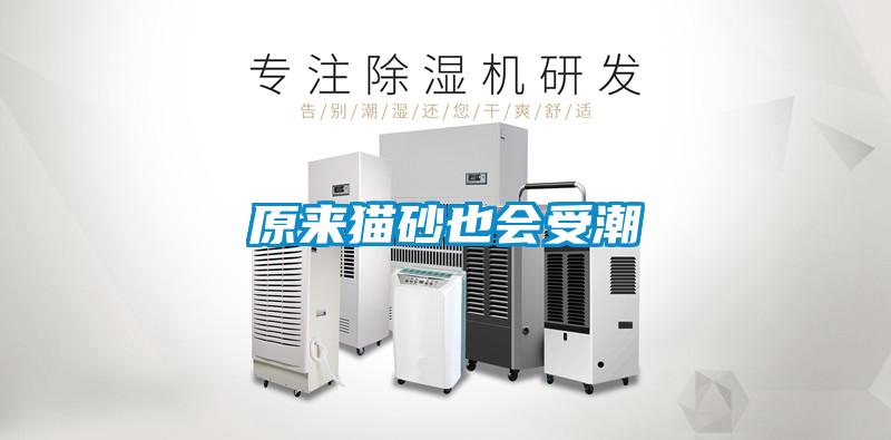 原来猫砂也会受潮