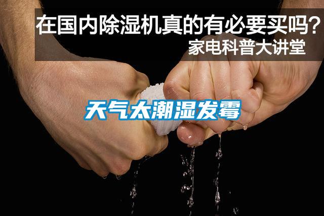 天气太潮湿发霉
