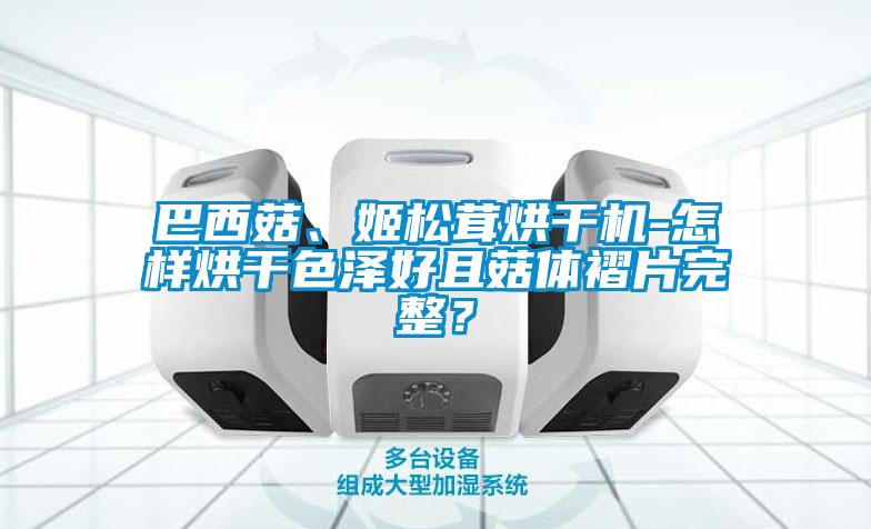 巴西菇、姬松茸烘干机-怎样烘干色泽好且菇体褶片完整？